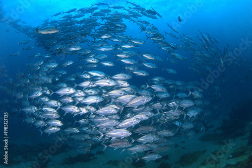 Tableau sur toile Bigeye trevally swimming in a large school