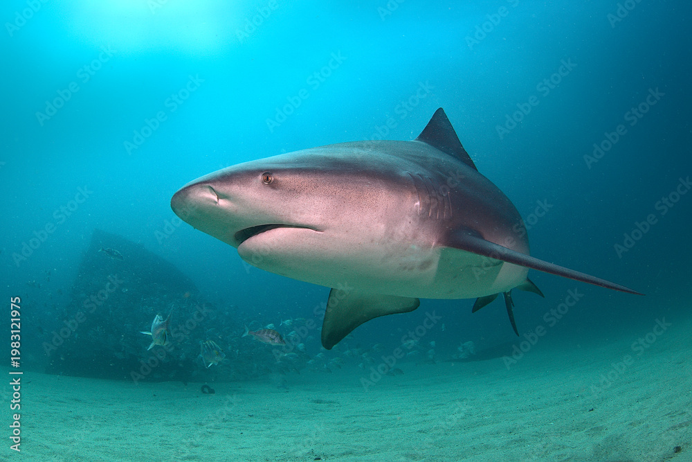 Foto Bull Shark