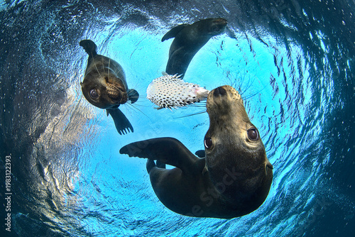 Fotografi Sea Lion Pups Playing