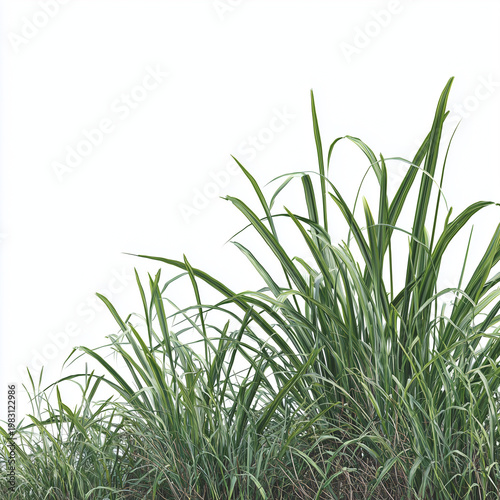 a realistic photograph of an isolated, patchy grass, with its long leaves and dense growth against a white background.
