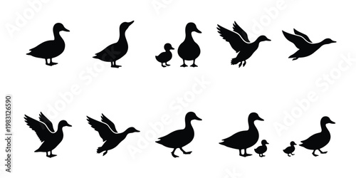 Duck silhouette collection, set of 10 vector bird icons, mallard and duckling silhouettes in flying and walking poses, black waterfowl graphics