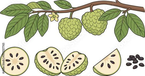 Custard Apple Fruit with Tree Branch, Leaves, Whole, Halved, and Seed Sections Vector Illustration for Tropical Food Design, Agriculture, and Fresh Organic Produce Concepts