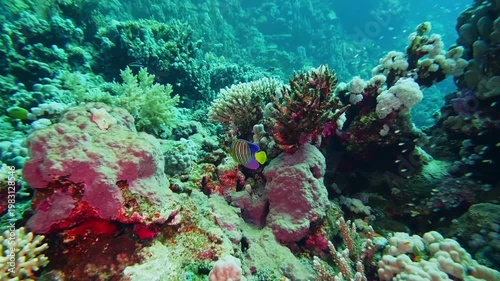 underwater scene showcases a thriving coral reef brimming with diverse marine life. A brightly colored tropical fish, possibly a butterflyfish or angelfish, gracefully navigates through intricate cora
