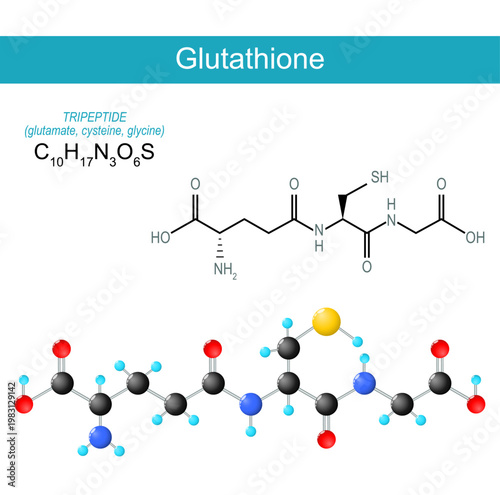 Glutathione molecule. Molecular chemical structural formula