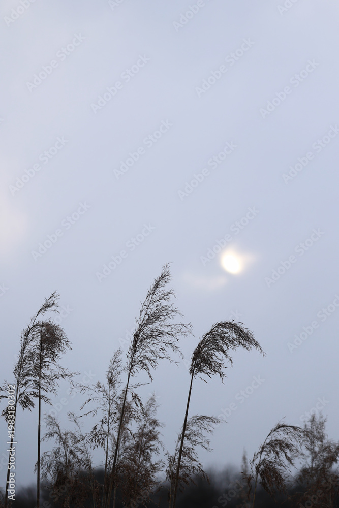 Obraz premium Dry common reed stalks against overcast grey sky