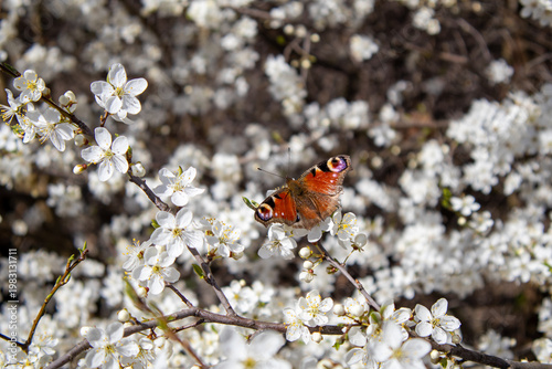 Peacock Butterfly Perched on White Cherry Blossoms in Spring