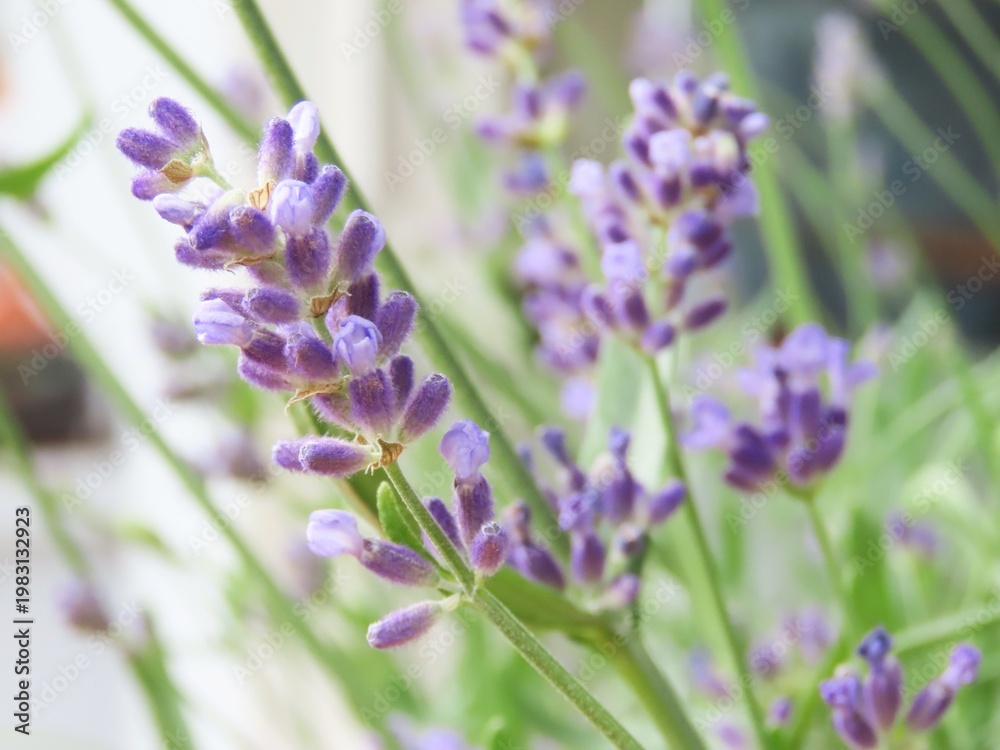Obraz premium Closeup of lavender flowers in a garden. Purple lavender in bloom in a garden.
