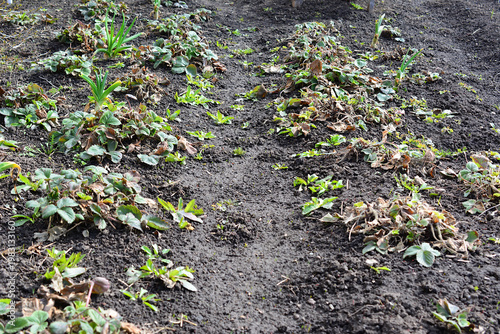 Strawberry Plants in a Garden Bed after winter