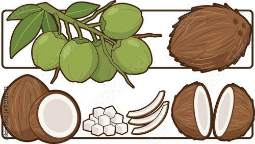 Coconut Set Illustration Featuring Whole, Half, Sliced, and Cubed Coconut with Leaves for Tropical Food Design, Organic Products, and Natural Ingredient Concepts