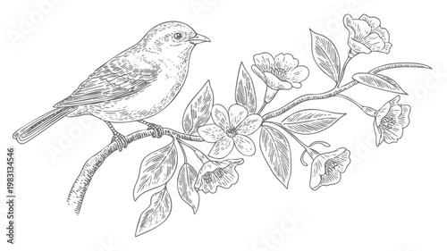 Obraz na plátně Antique songbird illustration with blooming flowers branch in engraving sketch