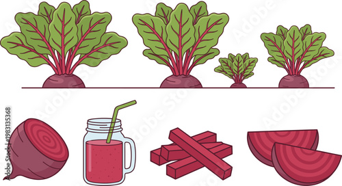 Beetroot Growth Stages and Food Preparation Vector Set Showing Plant Development, Fresh Juice, Slices, and Cut Pieces for Organic Healthy Lifestyle Design