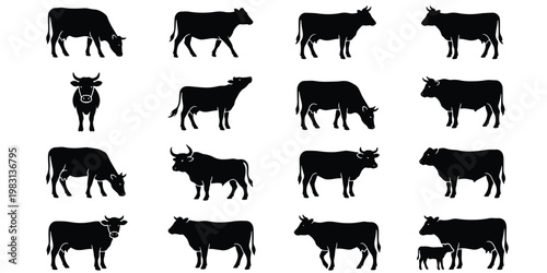 Black cow silhouettes set, 16 farm animal vector icons, cattle livestock grazing and standing poses, dairy and beef bull shapes for farm branding