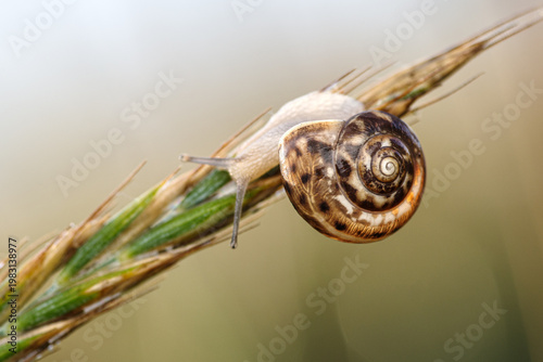 Mały ślimak z wzorzystą skorupą wspina się na kłos trawy. Makro fotografia przyrody z miękkim tłem bokeh. Symbol spokoju, powolnego tempa i piękna detali mikroświata.