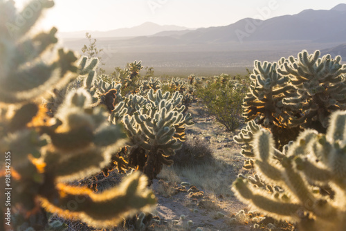 Foto Cholla cactus