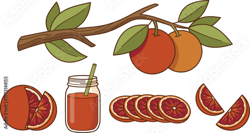 Blood Orange Vector Set with Branch, Whole Fruits, Slices and Juice Jar in Flat Style for Fresh Citrus Illustration, Beverage Design, and Packaging Elements