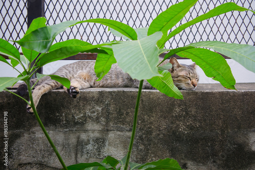 A tabby cat was sleeping peacefully on a concrete fence, displaying complete relaxation and comfort