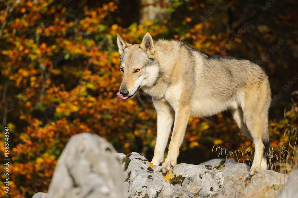 Obraz premium Czechoslovakian Wolfdog