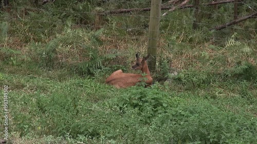 Antelope lying horns little small back chewing plants animal mammal nature