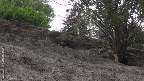 Billy goat buck Ibex Markhor trees hill sky animal mammal nature low angle