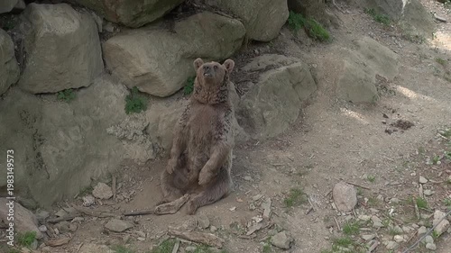 Brown bear sitting face animal mammal captivity enclosure rocks zoo
