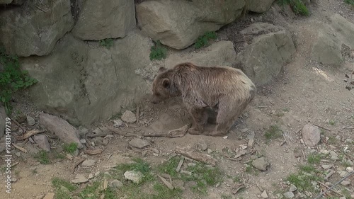 Brown bear standing turning face animal mammal captivity enclosure rocks zoo