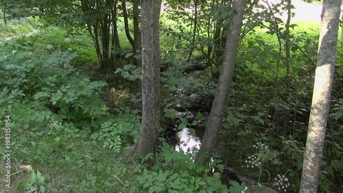 Trees plants stream flowing water green nature forest sunlight