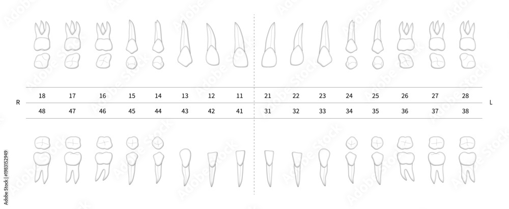 Obraz premium Realistic dental numbering system chart for estimate. Isolated teeth with roots numbering system infographic on white background. Dental chart, tooth notation for dentist quote. Vector illustration.