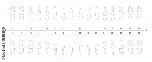 Realistic dental numbering system chart for estimate. Isolated teeth with roots numbering system infographic on white background. Dental chart, tooth notation for dentist quote. Vector illustration.
