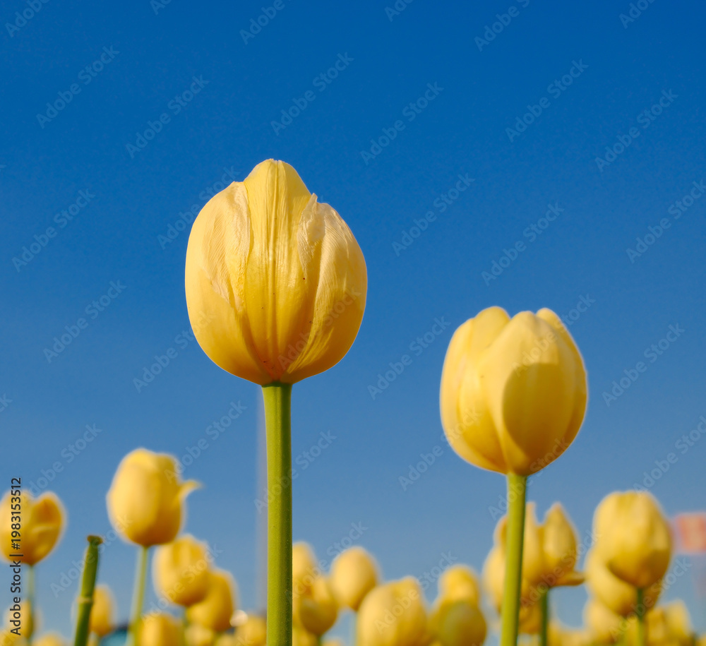 Obraz premium Yellow tulip flower field against blue sky