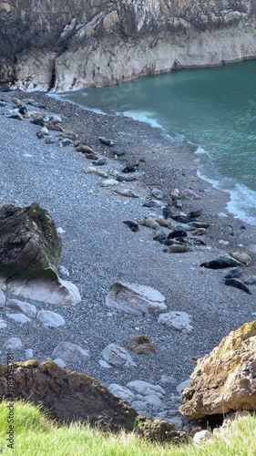 Grey Seal Colony Resting on the Pebble Beach at Angel Bay, Little Orme, Llandudno, Conwy, North Wales, UK
