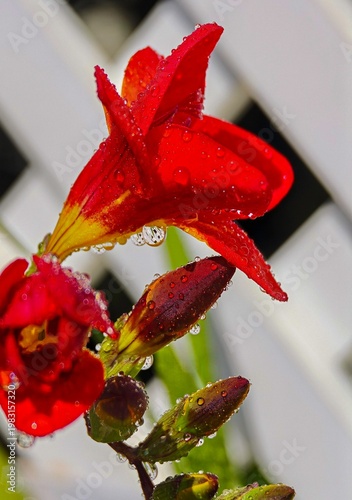 Red Lily Flower with Water Drops Macro, Vibrant Bloom Close Up, Fresh Garden Blossom, Wet Petals After Rain, Natural Floral Background, Summer Botanical Photography