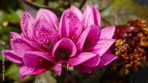 Pink Dahlia Flower Close Up with Water Drops, Macro Bloom in Natural Light, Fresh Garden Flower, Vibrant Petals, Floral Background, Spring Summer Blossom, Botanical Beauty