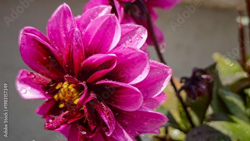 Pink Dahlia Flower Close Up with Water Drops, Macro Bloom in Natural Light, Fresh Garden Flower, Vibrant Petals, Floral Background, Spring Summer Blossom, Botanical Beauty