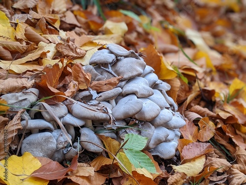 Grifola frondosa mushroom hen-of-the-woods, maitake, dancing mushroom, ram's head or sheep's head