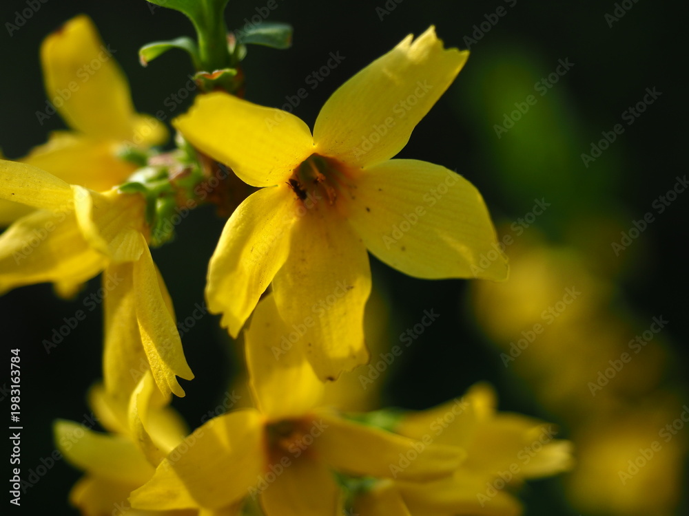 Obraz premium Yellow Forsythia Flower Close-Up in Natural Light Spring Bloom - Close-up of yellow forsythia flowers in spring with soft natural light and shallow depth of field, authentic outdoor scene.