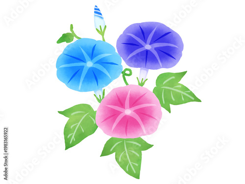 夏の風物詩のアサガオの花の水彩風イラスト