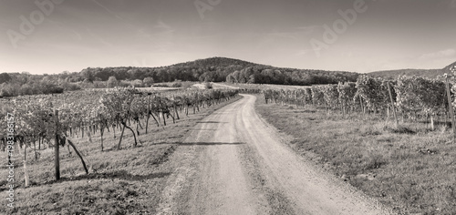 Nostalgic path through vineyards on Badener Berg in lower austria, sepia panorama as a symbol for tradition, heritage and a romantic look into the past