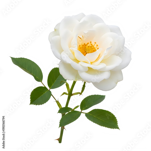 A delicate white rose with soft yellow center blooming gracefully