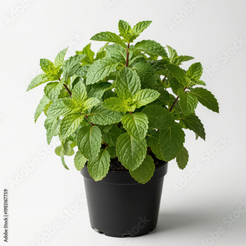 Fresh Mint Plant in Black Pot Against White Background