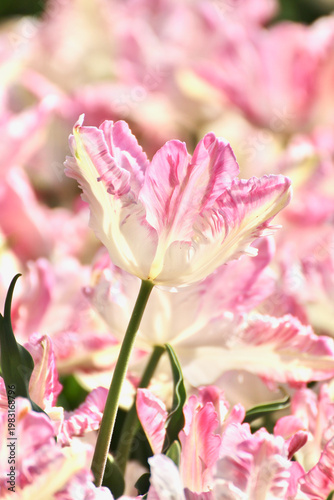 Lumière sur les tulipes roses 