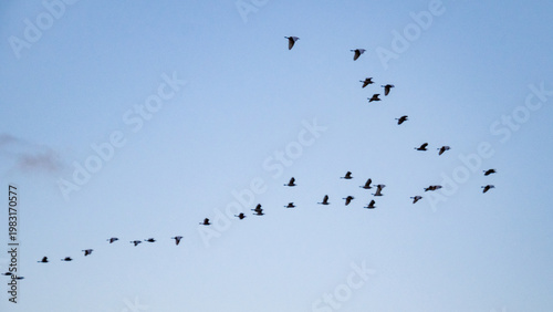 Bild auf Leinwand Bandada de pájaros volando en formación sobre la desembocadura del río Serpis en