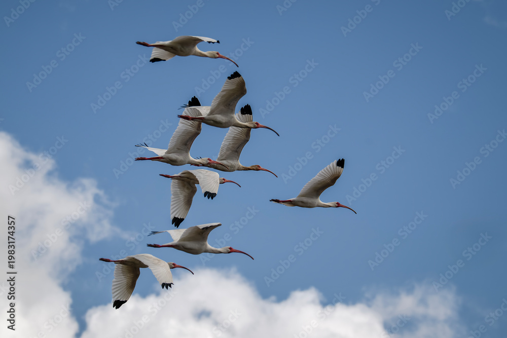 Obraz premium Flock of White Ibis blying over Shovelers Pond