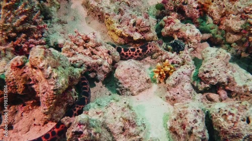 This footage captures a beautifully patterned spotted snake eel likely Myrichthys tigrinus or similar species navigating and resting amidst a vibrant coral reef.