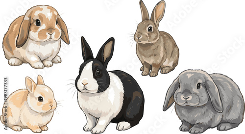 set of rabbits