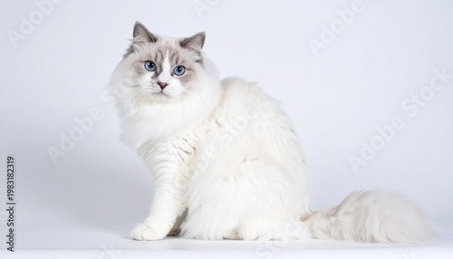white cat on white background