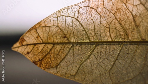 Translucent Dried Leaf Macro with Veins
