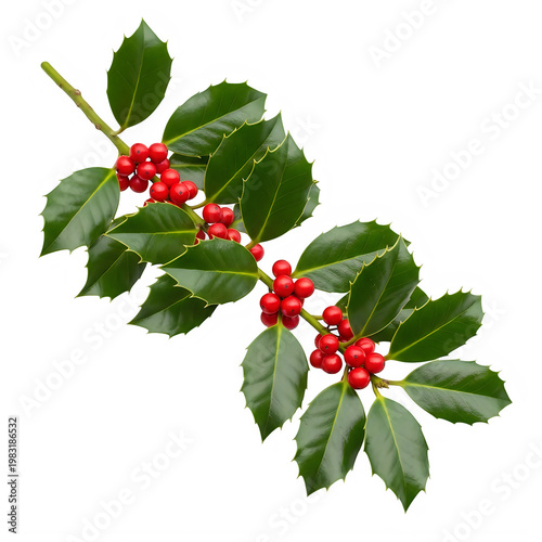 Fresh holly branch adorned with bright red berries and glossy green leaves