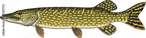 Detailed northern pike fish vector illustration with realistic spots and fins isolated on white background for fishing sports and aquatic nature designs.