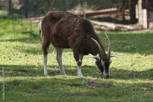 ziege