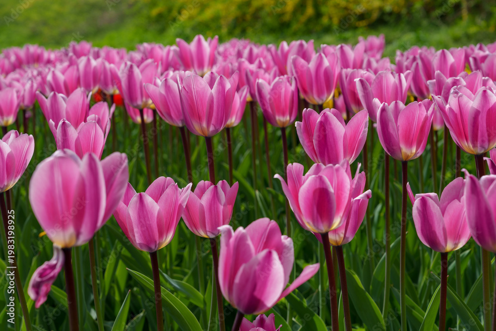 Fototapeta premium Lost in Tulip Garden under Eungbongsan Mountain